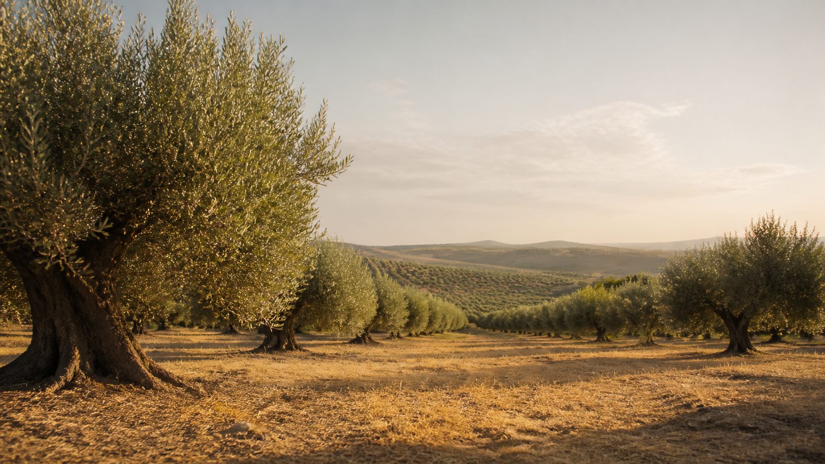 Olivar en la provincia de Sevilla
